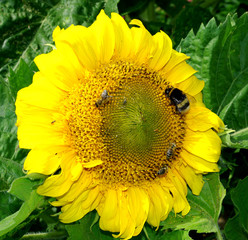 sonnenblume mit hummeln und bienen