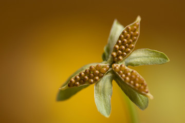 background of pansy seeds in close-up