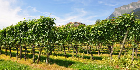 la suisse viticole...jenins