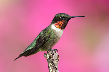 Fototapeta na wymiar Ruby-throated Hummingbird na Okoń