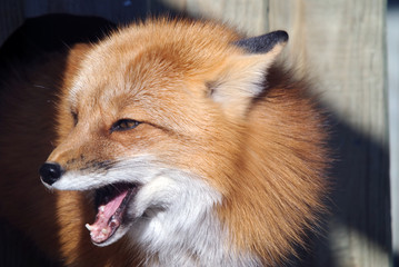 Fototapeta premium Red Fox Portrait