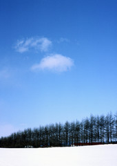 北海道の防風林