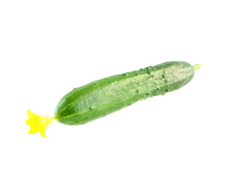 cucumber