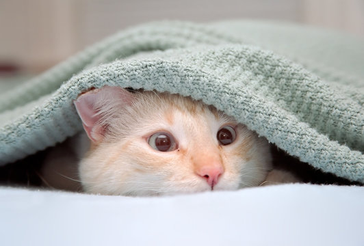 Excited cat under blanket