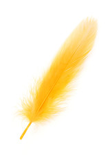 Yellow Feather