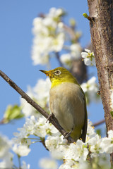 スモモとメジロ