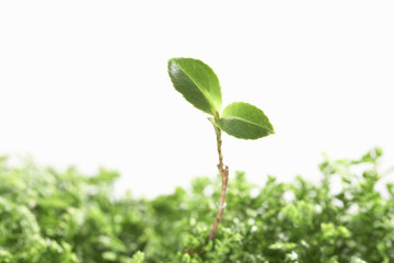 スダジイの新芽