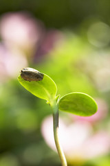ヒマワリの発芽