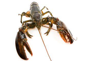 Lobster
