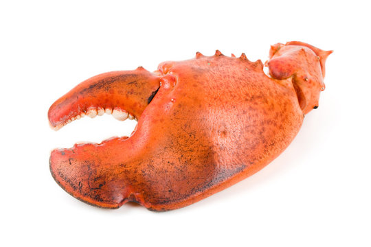 Lobster Claw