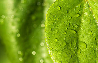 Raindrops on green leaves
