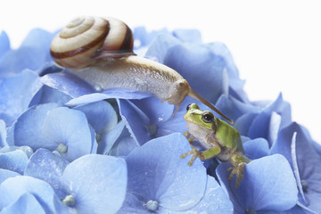 カタツムリと雨蛙 © Paylessimages
