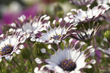 オステオスペルマム