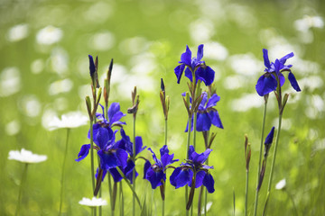 花菖蒲とマーガレット