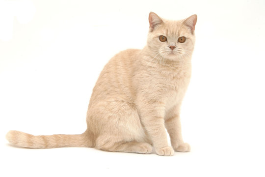 181 Meilleures Chat Assis Images Photos Et Illustrations Vectorielles Stock Adobe Stock 181 Meilleures Chat Assis Images Photos Et Illustrations Vectorielles Stock Adobe Stock