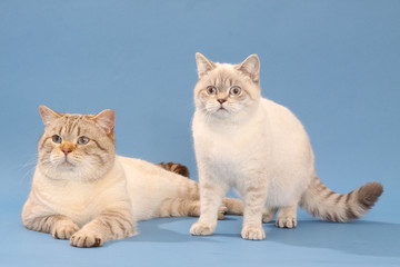 Fototapeta na wymiar dwa koty rasy brytyjski twarz shorthair razem - studio