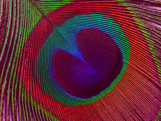 feathers