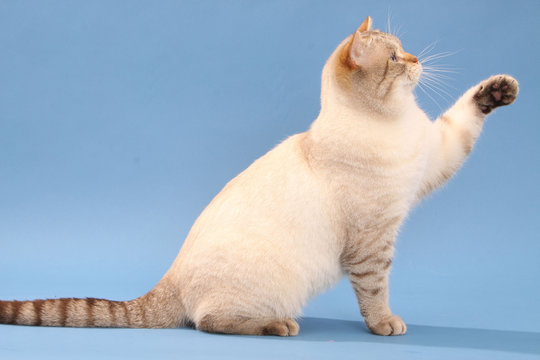 181 Meilleures Chat Assis Images Photos Et Illustrations Vectorielles Stock Adobe Stock 181 Meilleures Chat Assis Images Photos Et Illustrations Vectorielles Stock Adobe Stock