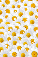 White camomile petals background