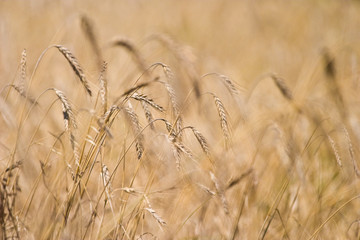 Fototapeta premium wild plant