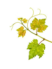 Grapevine isolated on white background