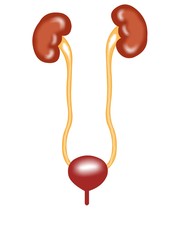 Front view of urinary tract