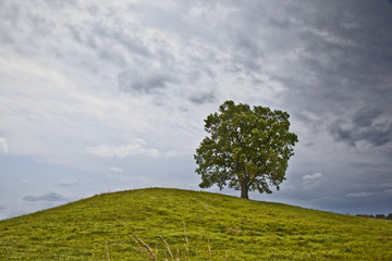 lonely tree