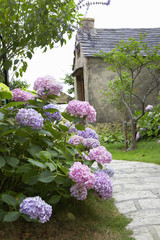 紫陽花が咲く庭