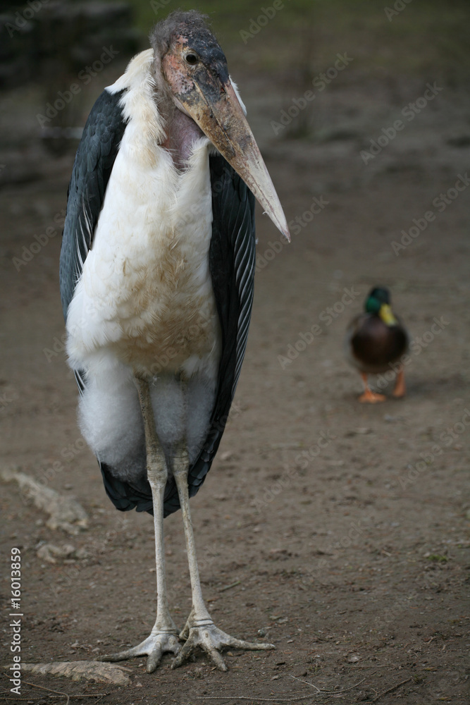 Poster marabu