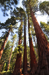 Fototapeta premium Sequoias