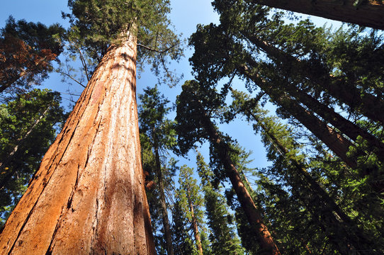 Sequoia © Shaman
