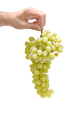 Grapevine as a gift of agriculture