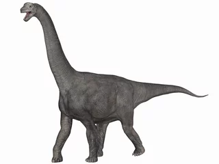 Tableaux ronds sur aluminium Dinosaures Camarasaurus-3D Dinosaurier