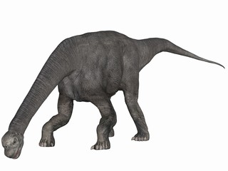 Fototapeta premium Camarasaurus-3D Dinosaurier