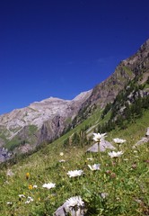mountain summer landscape