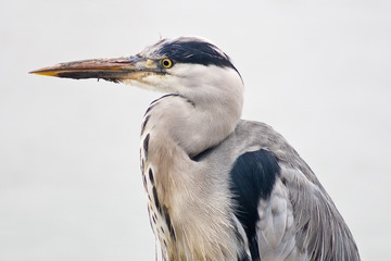 Grey heron bird  in closeup