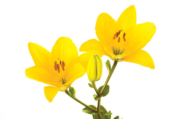 Fototapeta na wymiar yellow liles
