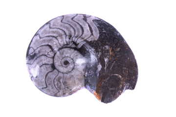 fossil