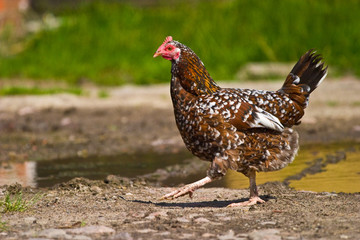 wild bird