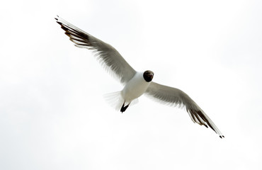 Black headed seagull flying in sky.