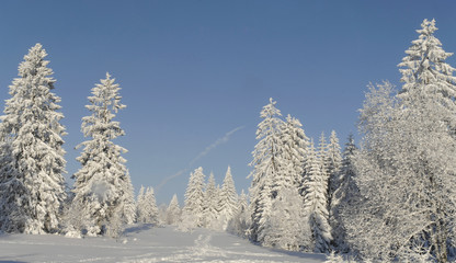 Winterwald