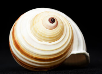 seashell isolated on black background