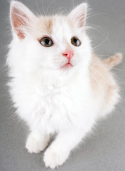 Fototapeta premium funny white kitten