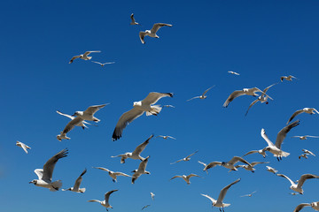 mouette nuage oiseau mer port