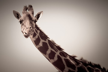Obraz premium girafe cou long savane afrique animaux sauvage safari kenya