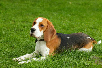 beagle