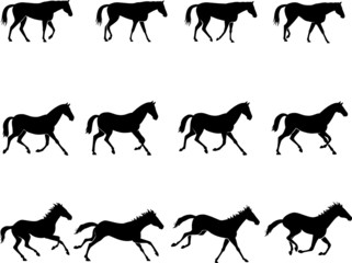 Horse gaits