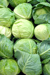 cabbage © nick barounis