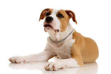 American Staffordshire terrier on white background