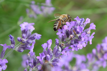 Biene auf Lavendelblüte